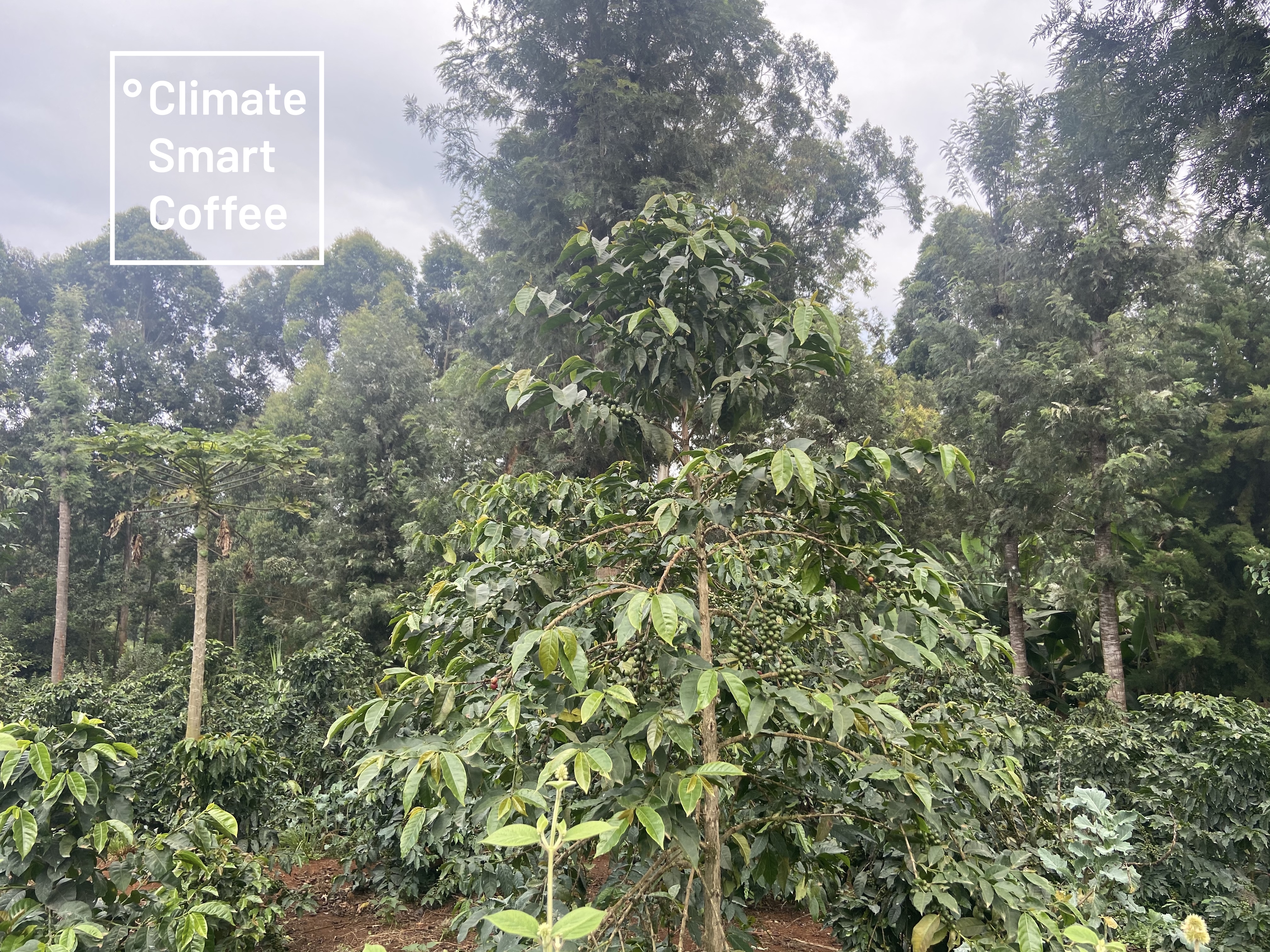 Cooperative verification