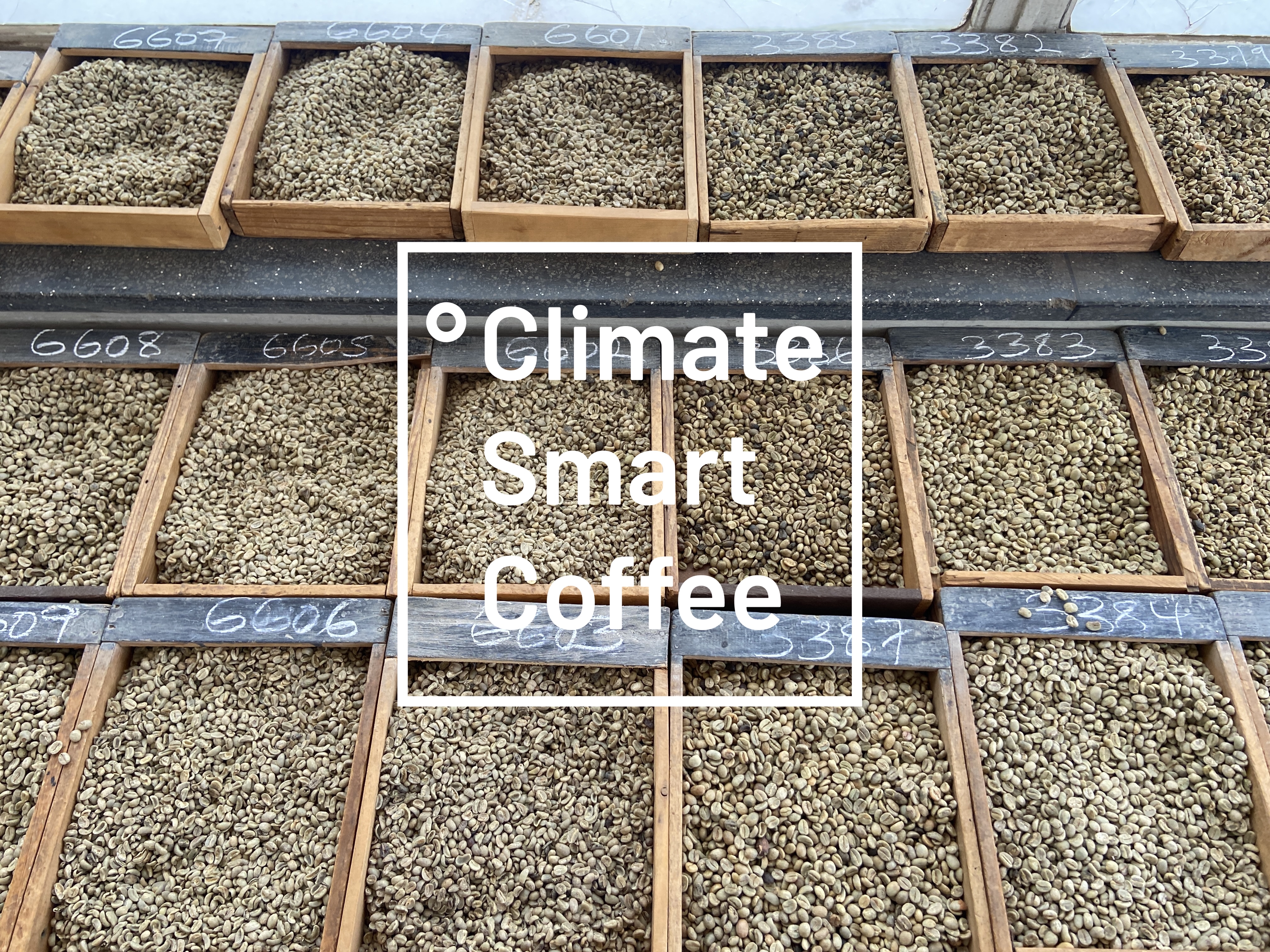 Coffee auction sample room